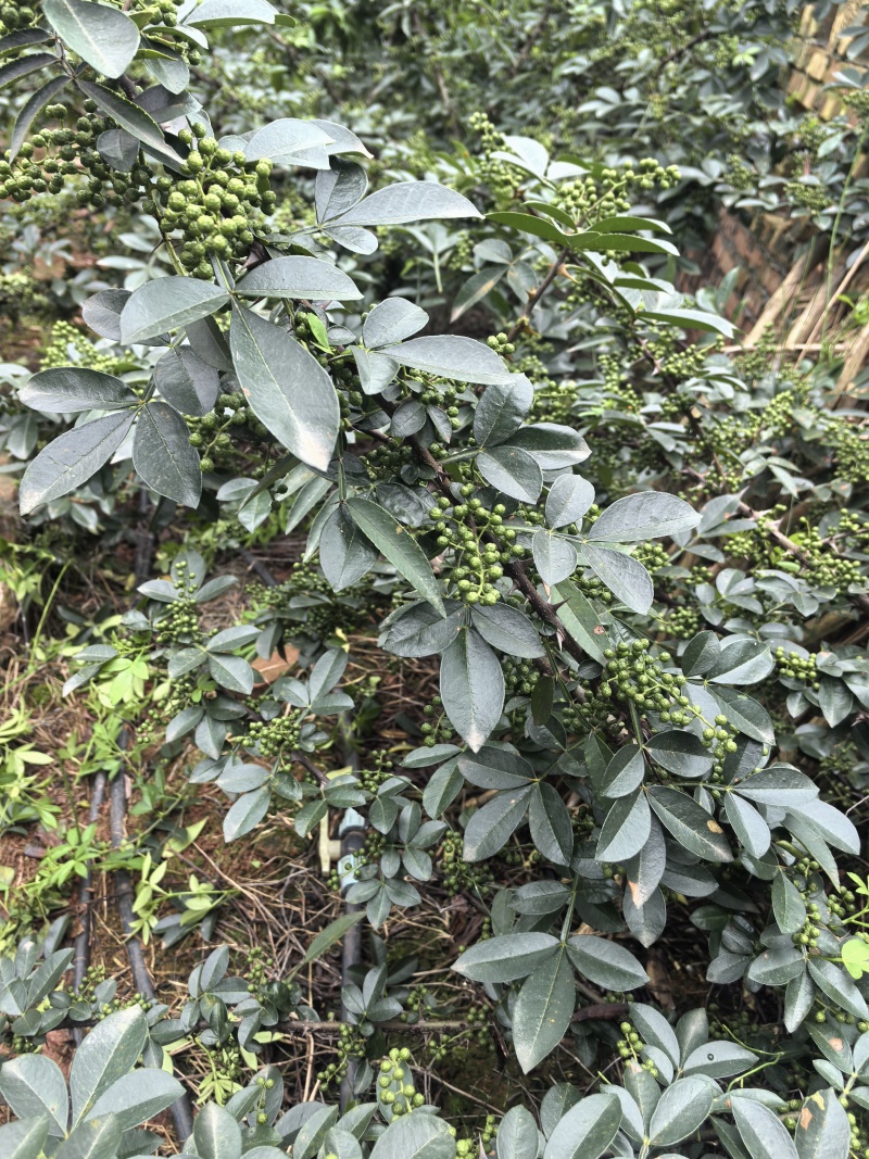 九叶青花椒正式上市了