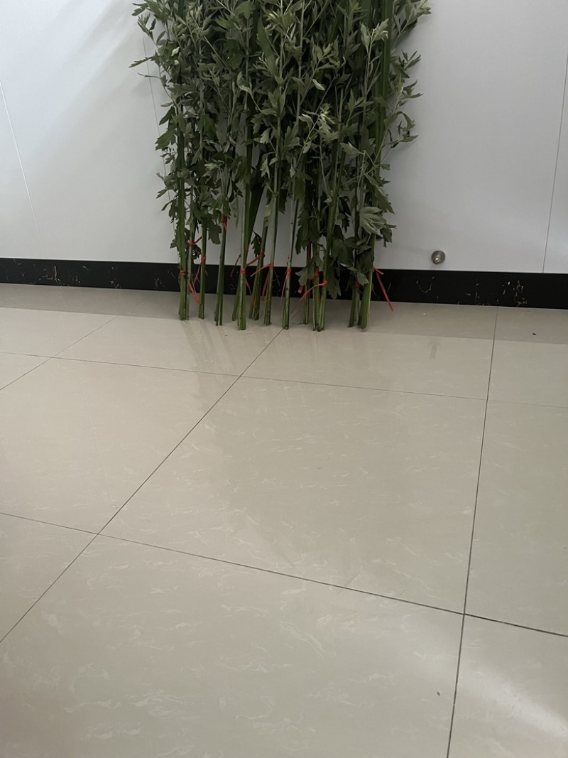 艾草菖蒲草现割现卖全国发货