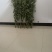 艾草菖蒲草现割现卖全国发货