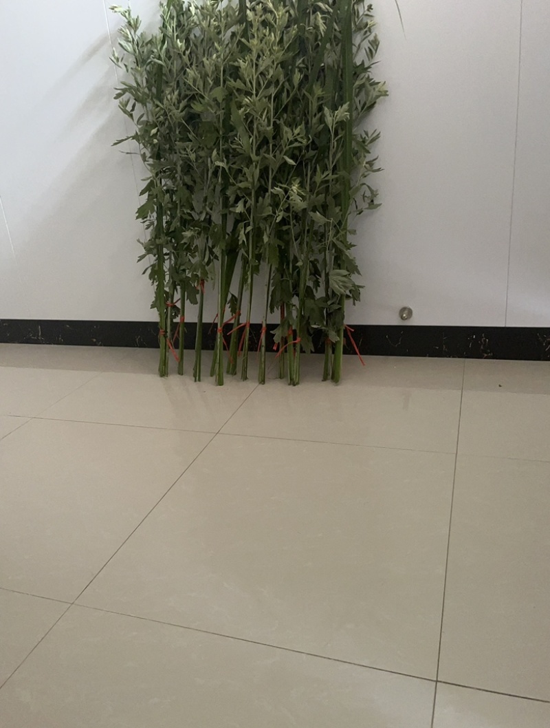 艾草菖蒲草现割现卖全国发货