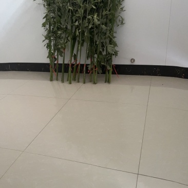 艾草菖蒲草现割现卖全国发货
