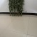 艾草菖蒲草现割现卖全国发货