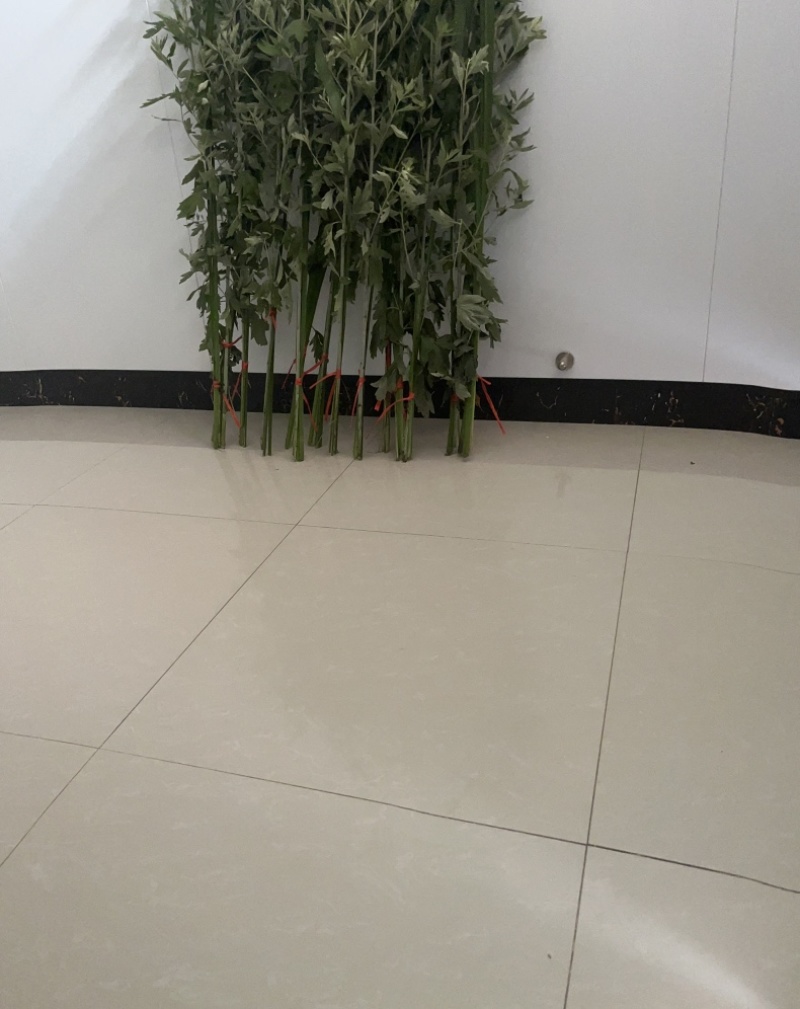 艾草菖蒲草现割现卖全国发货