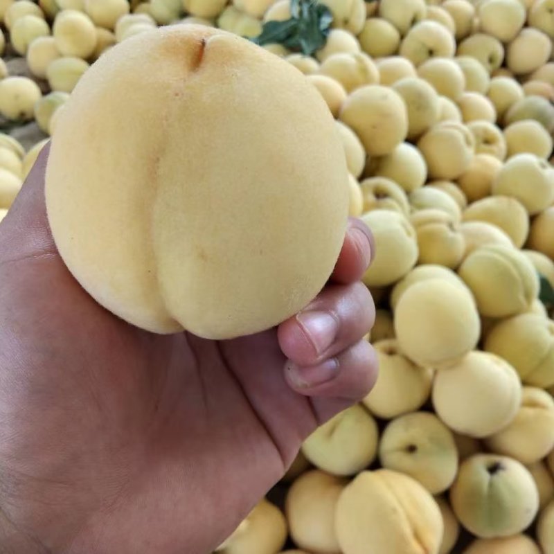 精品锦绣黄桃，一手货源品种保障货源充足