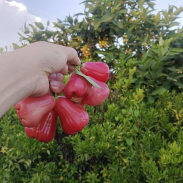 正宗莲雾果新鲜现摘当季热带水果孕妇水果果园现摘现发