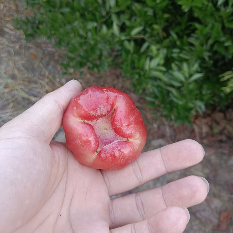 正宗莲雾果新鲜现摘当季热带水果孕妇水果果园现摘现发