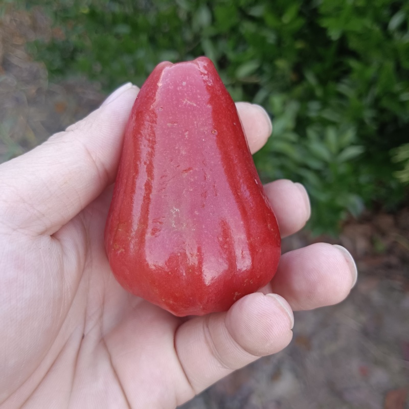 正宗莲雾果新鲜现摘当季热带水果孕妇水果果园现摘现发