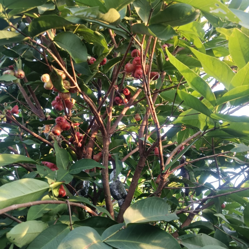 正宗莲雾果新鲜现摘当季热带水果孕妇水果果园现摘现发