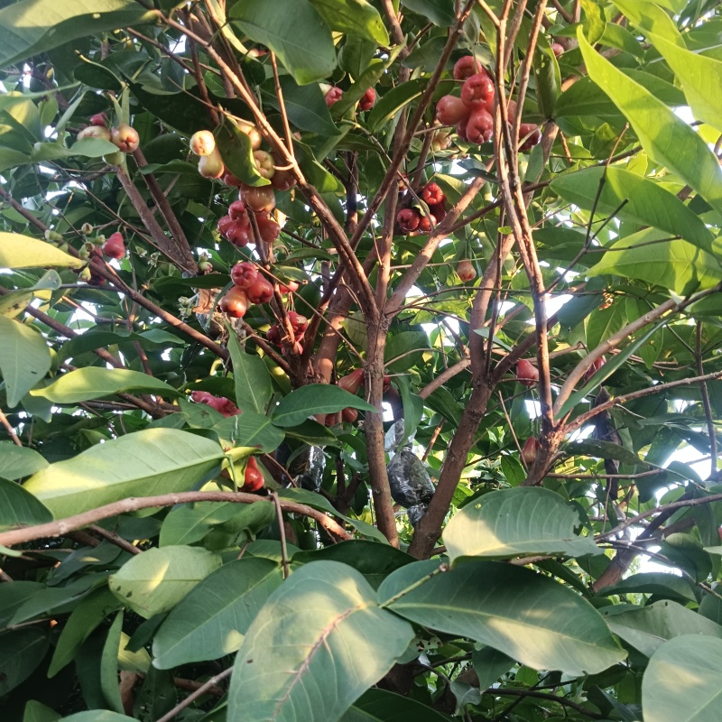 正宗莲雾果新鲜现摘当季热带水果孕妇水果果园现摘现发