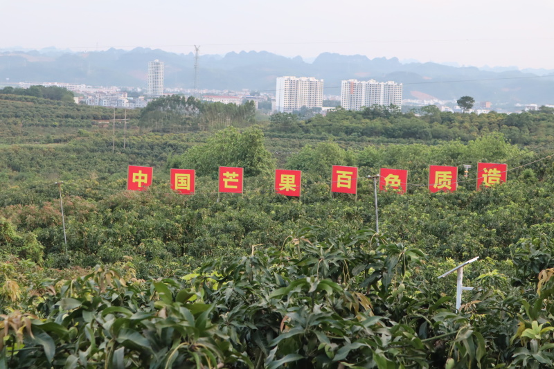 广西桂七芒果，市场货，电商一件代发，社区团购落地配等