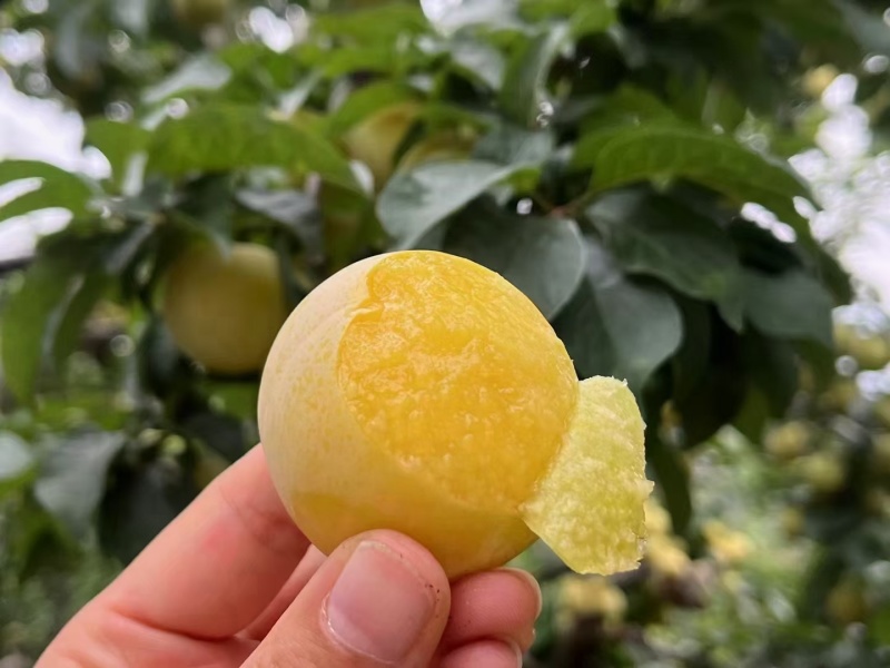 【精品】桃花李玉皇李现摘现发产地一手货源