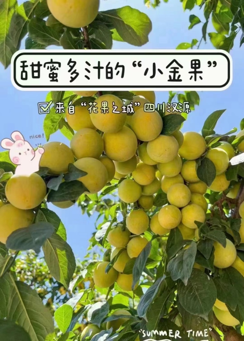【精品】桃花李玉皇李现摘现发产地一手货源