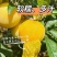 【精品】桃花李玉皇李现摘现发产地一手货源