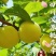 【精品】桃花李玉皇李现摘现发产地一手货源