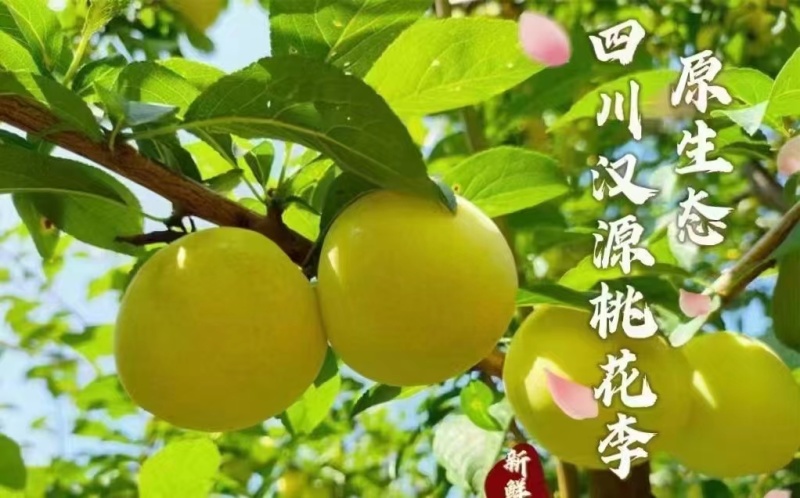 【精品】桃花李玉皇李现摘现发产地一手货源