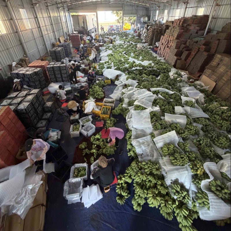 苹果蕉一件代发源头产地直发日发2万斤➕能力欢迎电商直播