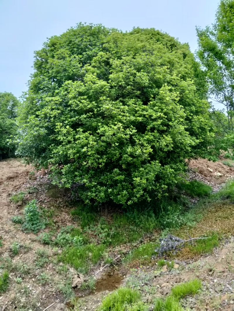 桂花树5-25公分，桂花球P150-500