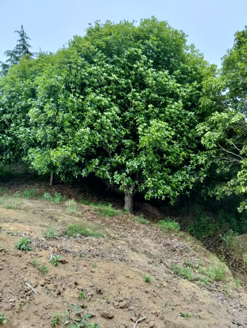 桂花树5-25公分，桂花球P150-500