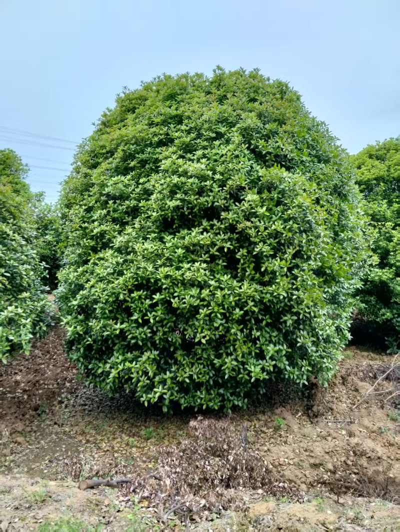 桂花树5-25公分，桂花球P150-500