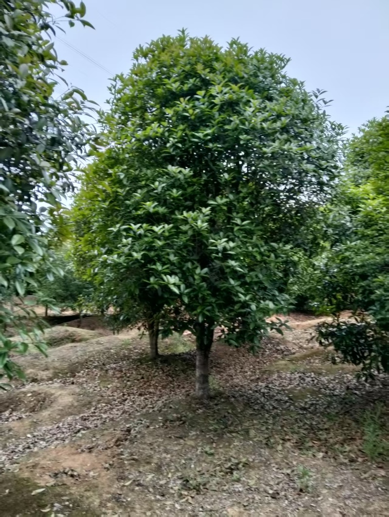桂花树5-25公分，桂花球P150-500