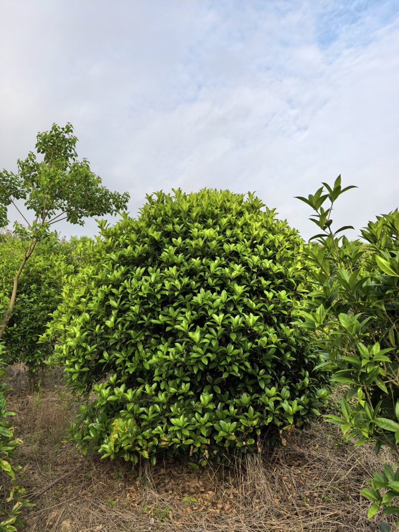 桂花树5-25公分，桂花球P150-500