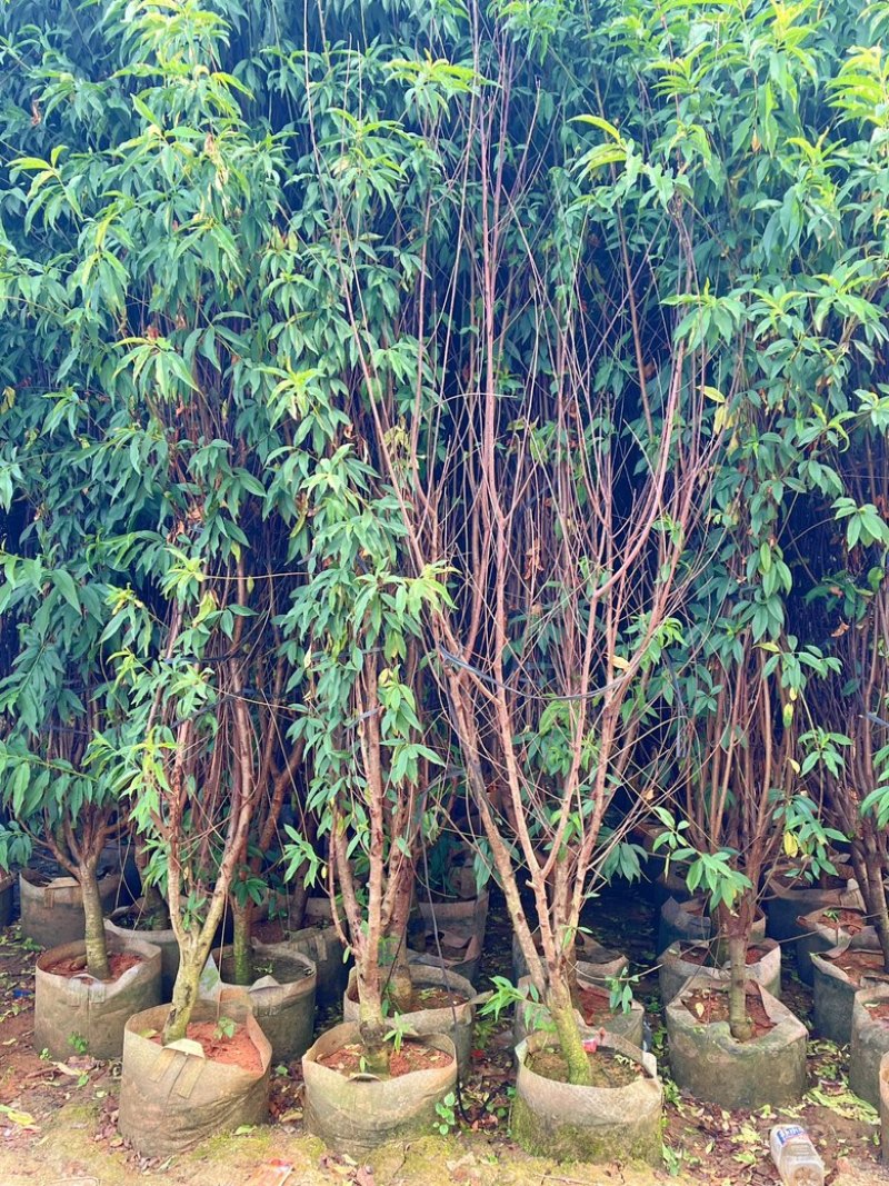 鹰嘴桃树苗/头粗4/5左右