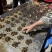 金蝉银蝉