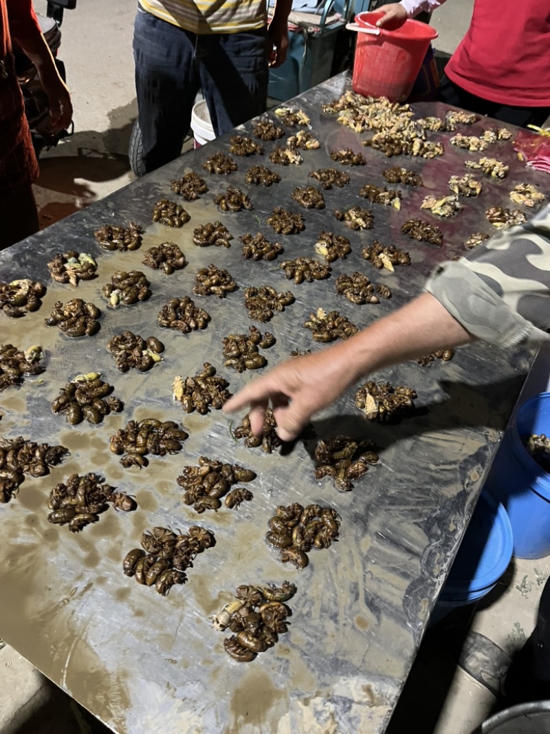 金蝉银蝉