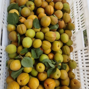 通货金太阳杏1.2大量