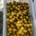 通货金太阳杏1.2大量