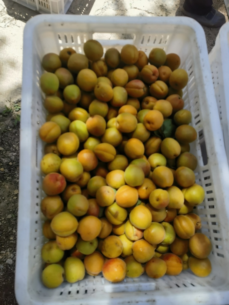 通货金太阳杏1.2大量