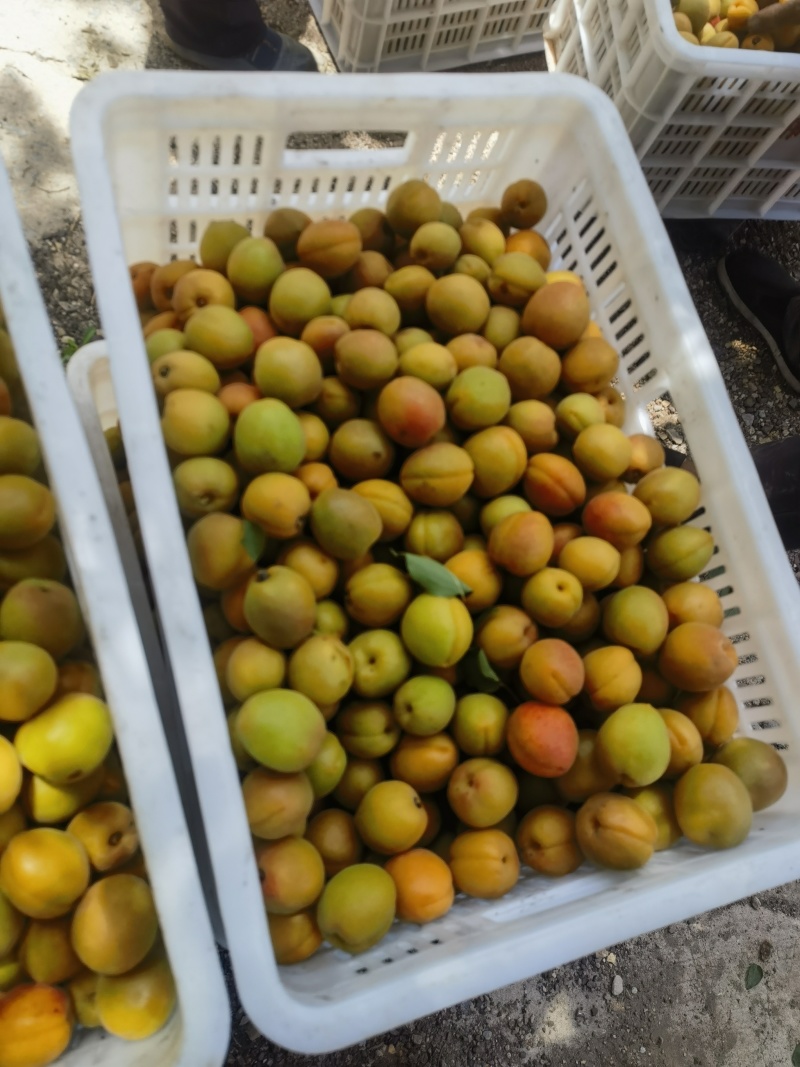 通货金太阳杏1.2大量