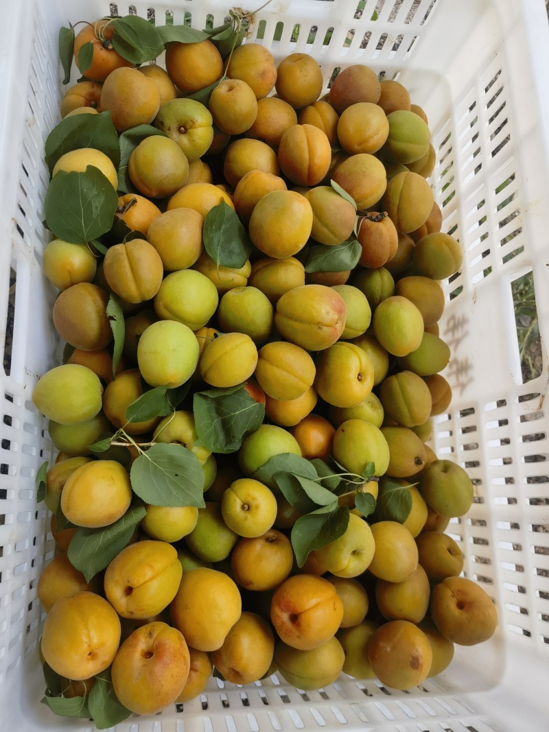 通货金太阳杏1.2大量