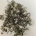 云南绥江高山绿茶