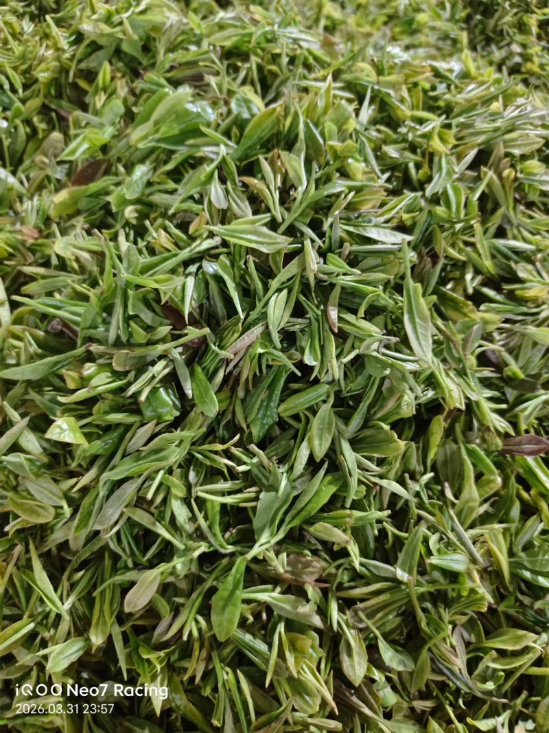 云南绥江高山绿茶