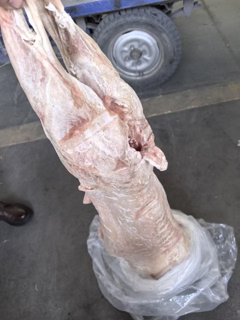纯干河北直条羊