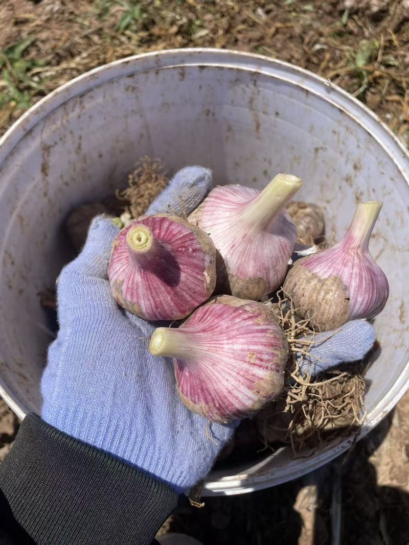 洁特金田零农残大蒜
