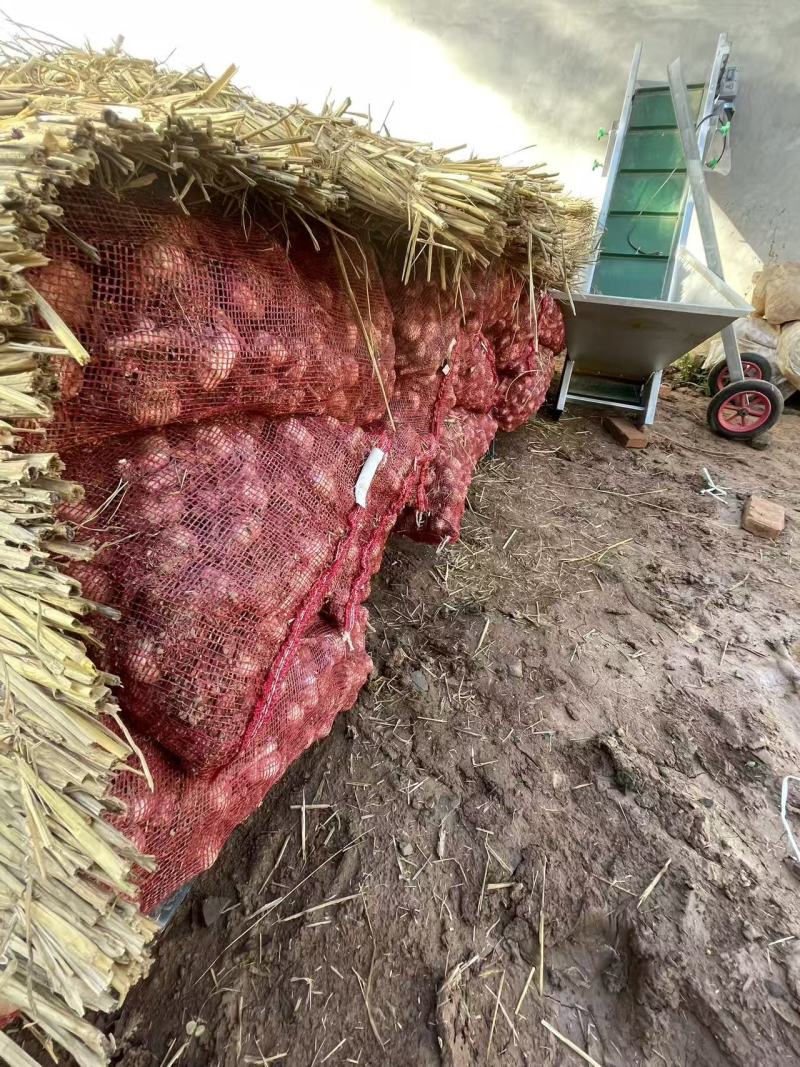 洁特金田零农残大蒜