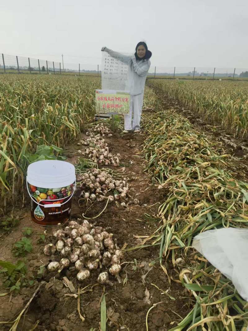 洁特金田零农残大蒜