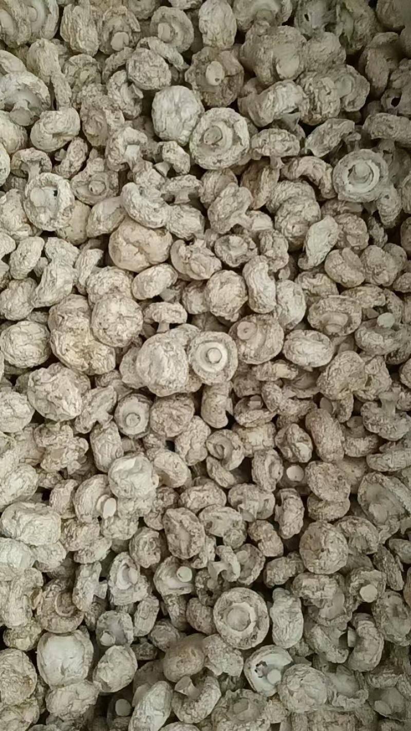 干双孢菇口蘑口蘑白色3-5公分大量供应可视频看货