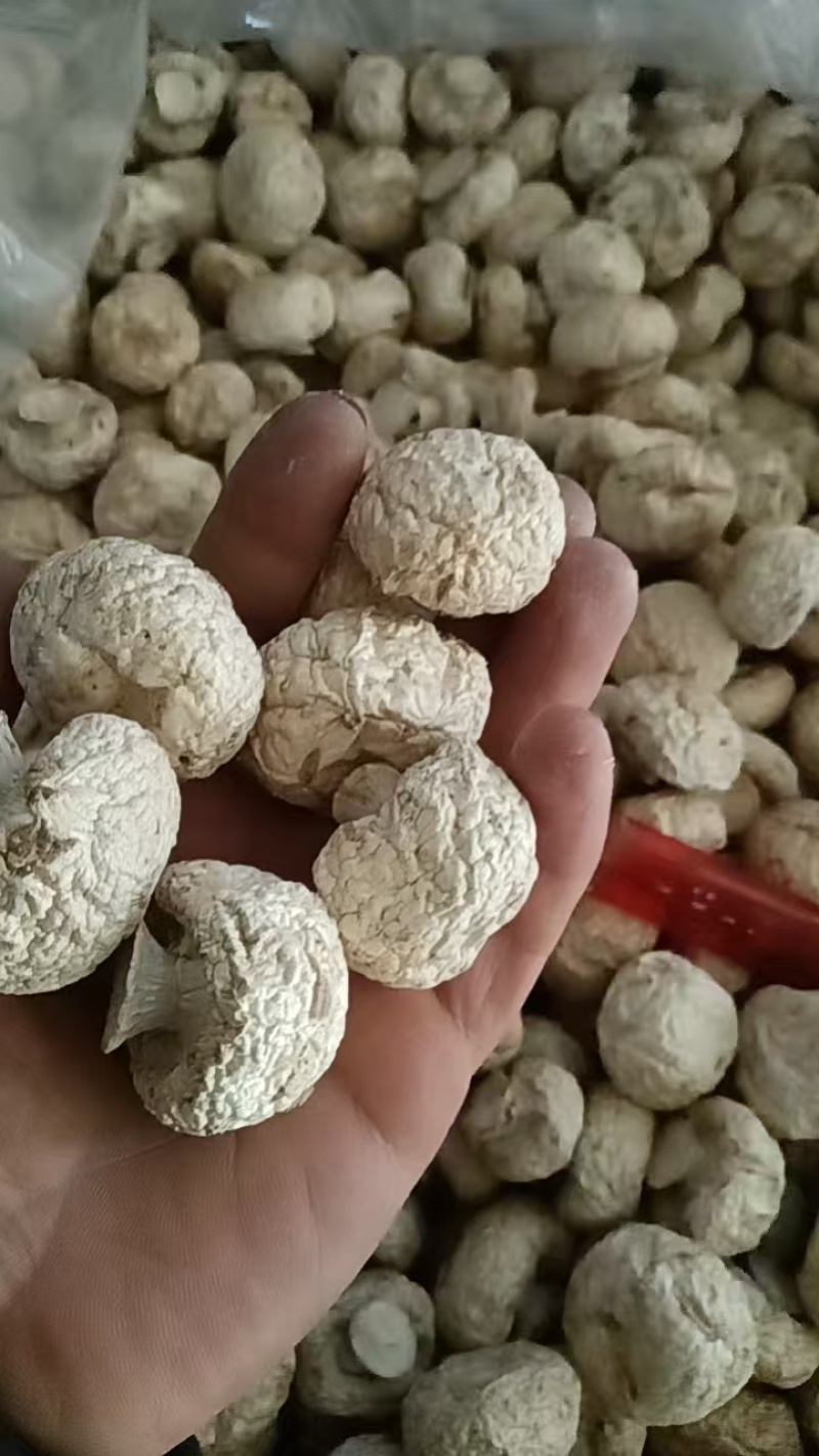 干双孢菇口蘑口蘑白色3-5公分大量供应可视频看货