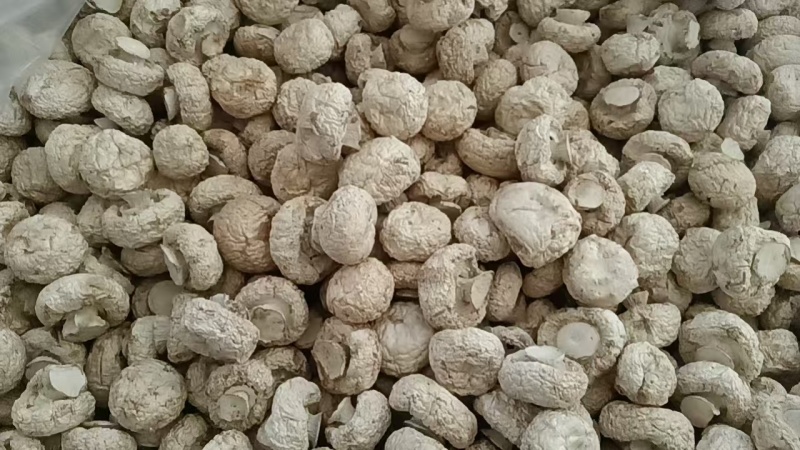 干双孢菇口蘑口蘑白色3-5公分大量供应可视频看货