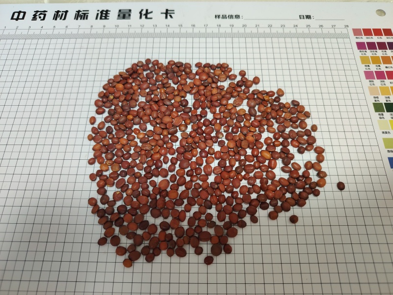 酸枣仁野生酸枣仁正宗河北太行山酸枣仁酸枣树种子