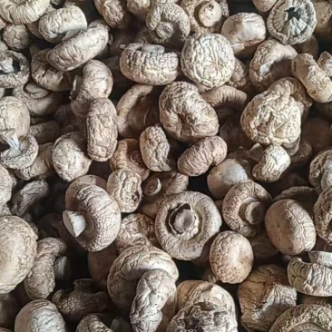 优质小口蘑（双孢菇）干货口蘑大量供应可视频看货欢迎来