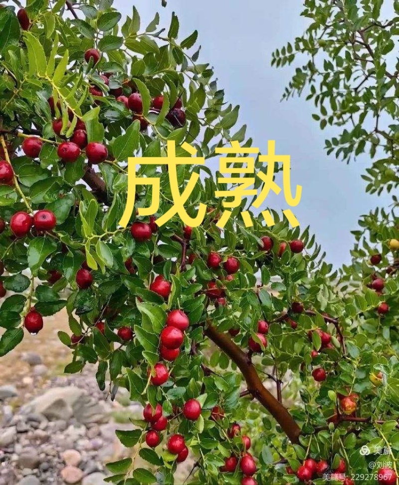 酸枣仁野生酸枣仁正宗河北太行山酸枣仁酸枣树种子