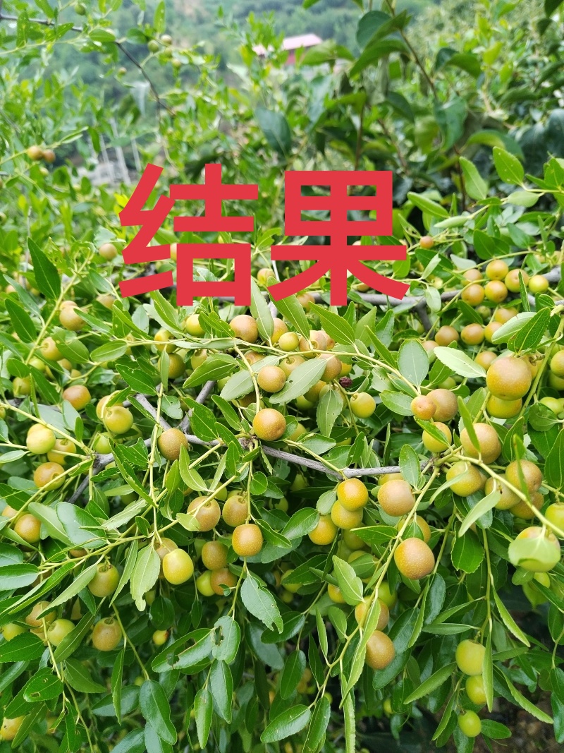 酸枣仁野生酸枣仁正宗河北太行山酸枣仁酸枣树种子