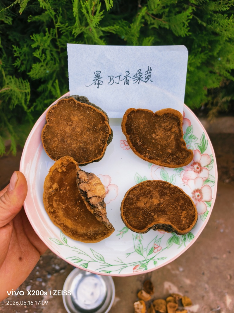 精品桑黄