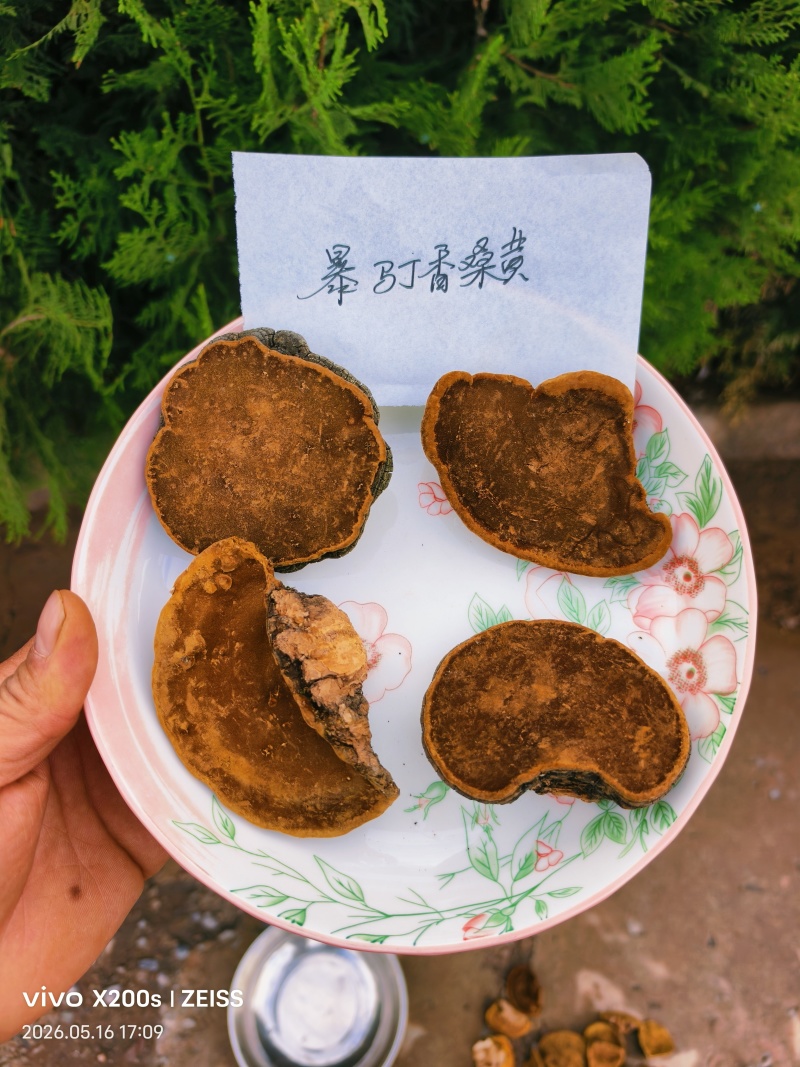 精品桑黄