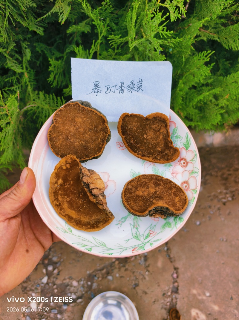 精品桑黄