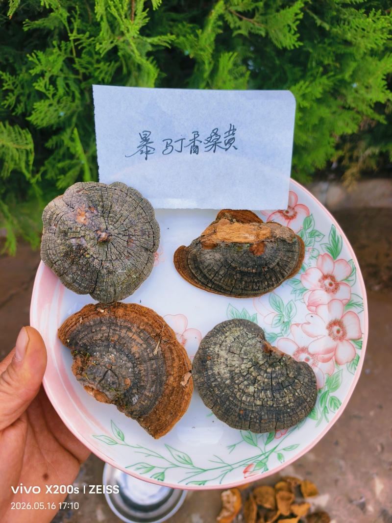 精品桑黄